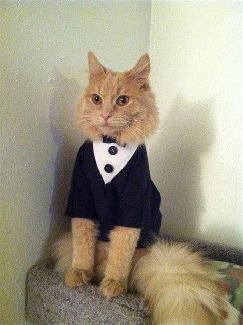 This Cat Just Wanted To Look Smart Picture Etsycatclothing Cute