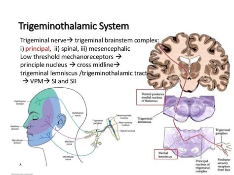 Lecture 12 Somatosensory System And Nociception