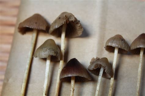 Id Request Psilocybe Silvatica Mushroom Hunting And Identification