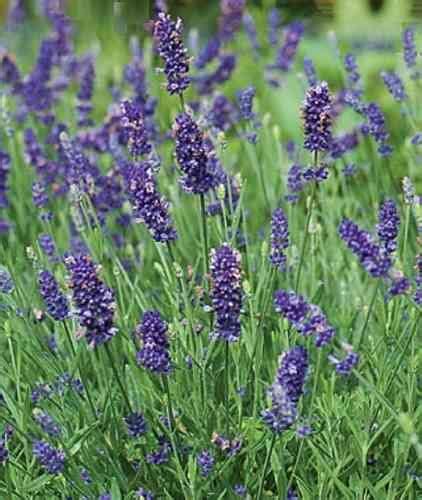 Lavandula Angustifolia Elegance Purple White Lavender