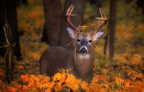 Wallpaper Autumn Look Deer Images For Desktop Section животные