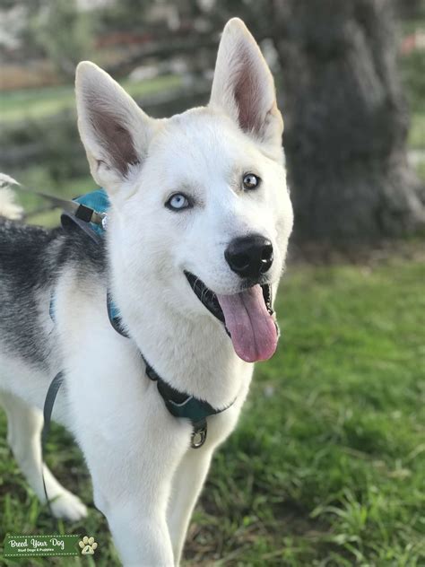 Huskygermans Shepherd Mix Stud Dog Northwest Colorado Springs