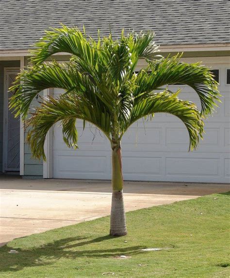 The Manila Palm Or Christmas Palm Is A Delightful Little Palm That Has