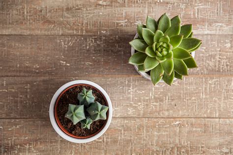 Succulent And Cactus By Stocksy Contributor Jon Rodriguez Stocksy