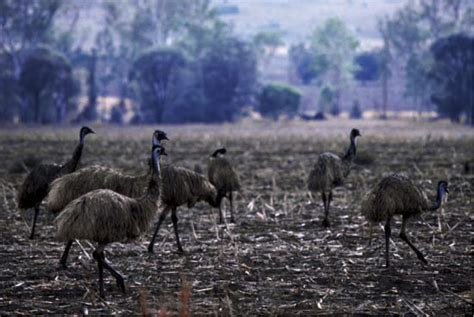 Emu Biological Adaptations