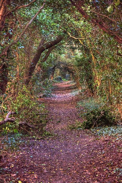 The Enchanted Forest In 2019 Nature Country Roads Tree Tunnel