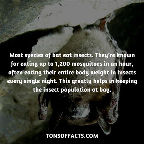 31 Fun And Interesting Facts About Bats Bat Facts Fun