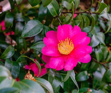 Beautiful Red Flower Of Japanese Camellia Stock Photo Image Of Garden