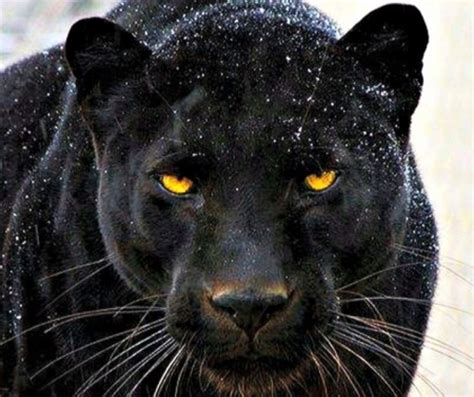 Beautiful Panther Jaguar Animal Black Panther Cat Animals
