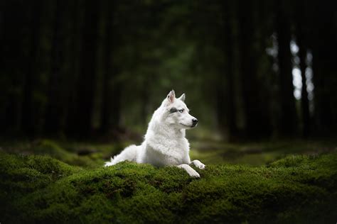 Wallpaper Id 113234 Dog Animals Wolf Forest Free Download