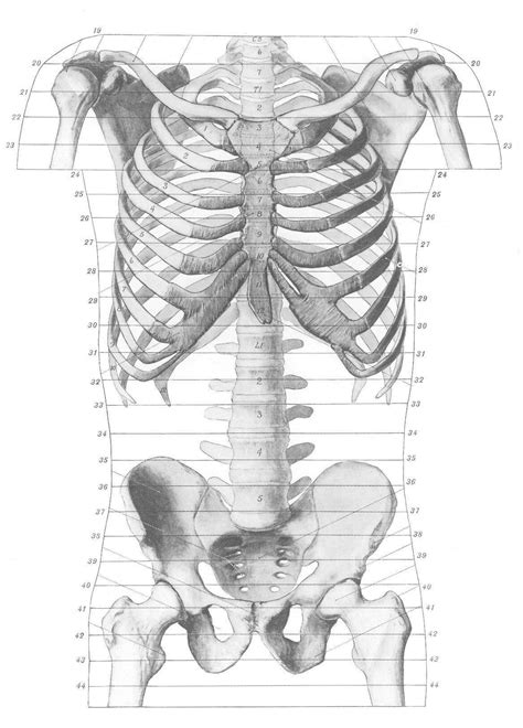 Human Anatomy Cross Section