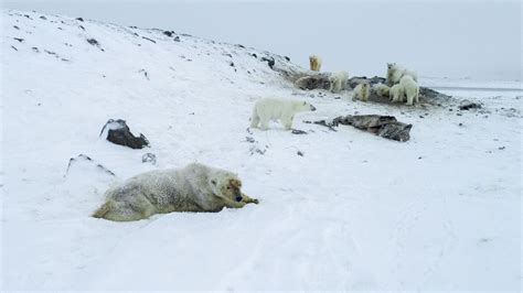 56 Hungry Polar Bears Invade Russian Village Says Wwf World News