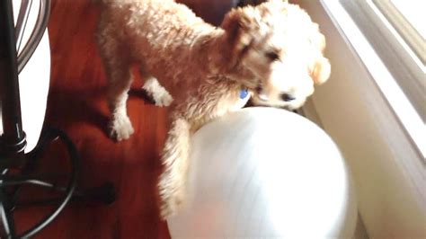 Cute Dog Bounces Off Ball Ii Youtube