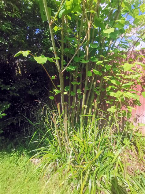 The Japanese Knotweed Growing Season In Full Swing What Do You Need