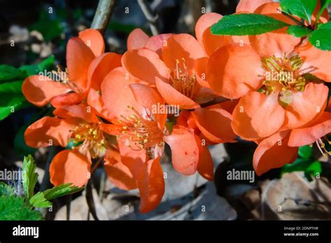 Chaenomeles Japonica Japanese Flowering Quince Stock Photo Alamy