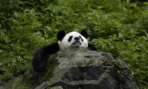 Cute Black And White Panda Colors Photo 34711847 Fanpop