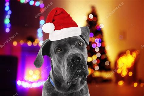 Dog With Santa Hat Near Christmas Tree Stock Photo By ©belchonock 100784102