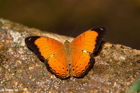 Butterflies Of Singapore Butterfly Of The Month April 2021