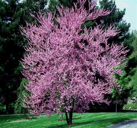 Red Bud Tree Saw These All Over In Mo And Fell In Love Redbud Tree