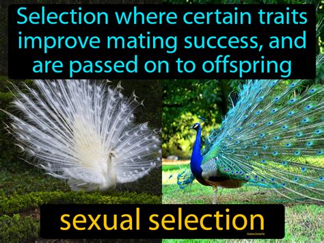 sexual selection definition and image gamesmartz