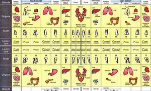 Meridian Tooth Chart Orawellness Wisdom Teeth Tooth Chart Tooth