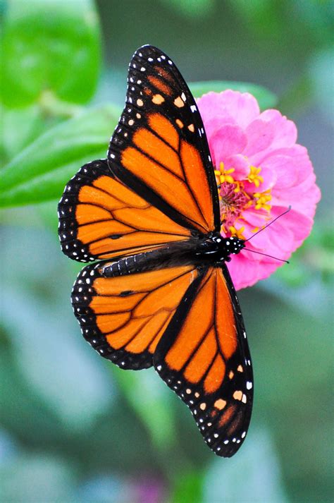 All Sizes Monarch Butterfly Flickr Photo Sharing Borboleta