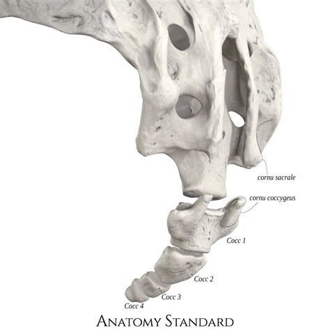 Sacrum And Coccyx Posterior Oblique View Lower Back Anatomy Anatomy