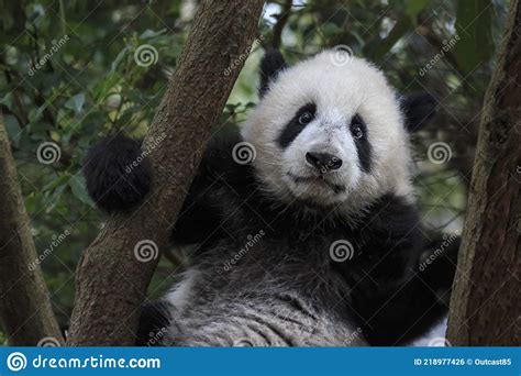 Close Up Of A Giant Panda Ailuropoda Melanoleuca In Chengdu Sichuan