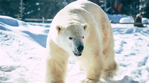 Polar Bear Habitat Tourism Cochrane
