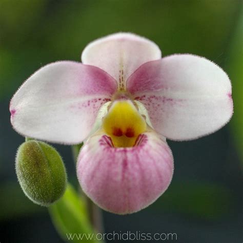 Orchid Fun Facts Check Out These Amazing Fact About Orchids Orchid Care Orchids Growing