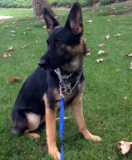 Leyna Is A 7 9 Months Old Female 9 Month Olds Female German Shepherd