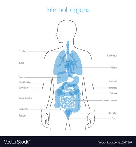 A muscular tunnel that connects the external and internal reproductive organs. 29 Diagram Of Organs From Back - Wiring Database 2020