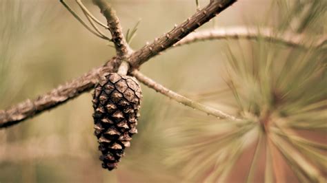 26 Pine Cone Wallpapers Wallpaperboat