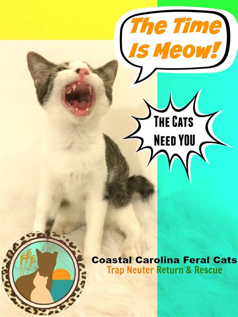 THEY NEED YOU. | ccfc