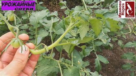 Диета на томате отзывы