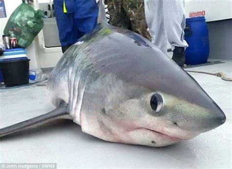 Amateur British Anglers Reeled In A 450lb Shark One Of The Biggest Ever In Uk Daily Mail Online