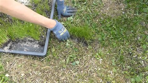 Die zukünftige rasenfläche von unrat und größeren steinen befreien; Rasen-Trick für den Hühnergarten - YouTube