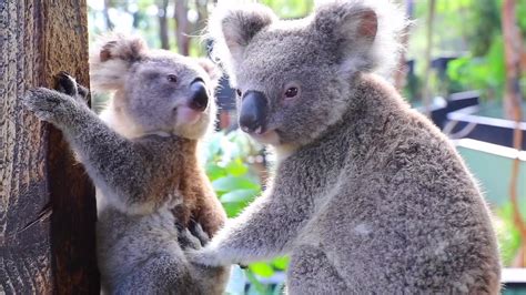 Cutest Koalas Ever Youtube