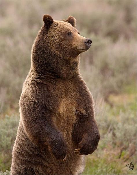 Images Of Grizzly Bears Grizzly Bear Side View Brown Bear Bears For