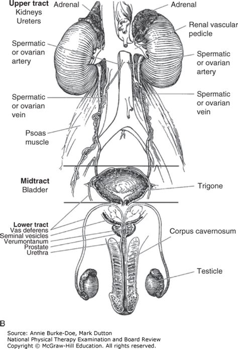 Male Urinary System Anatomy Liver