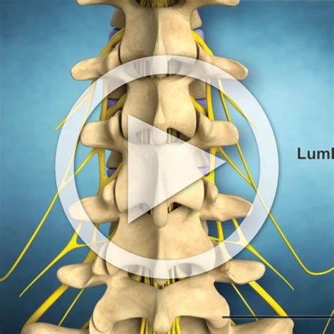 Anatomy Of The Lumbar Spine Trialexhibits Inc