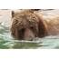 Two Courageous Fishermen Jump In As Mother Bear Leaves Babies To Drown 