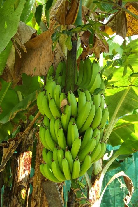 Banana Plants How To Grow Bananas Better Homes And Gardens
