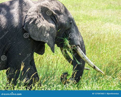 El Elefante Está Comiendo La Hierba Con El Tronco Imagen De Archivo