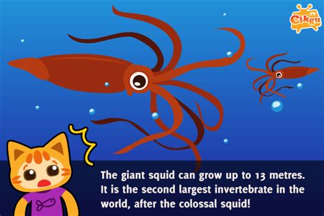 Fun Facts For Kids 42 Squid Cikgutv E Learning For Kids Fun