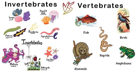 Top 138 Vertebrate And Invertebrate Animals List Electric
