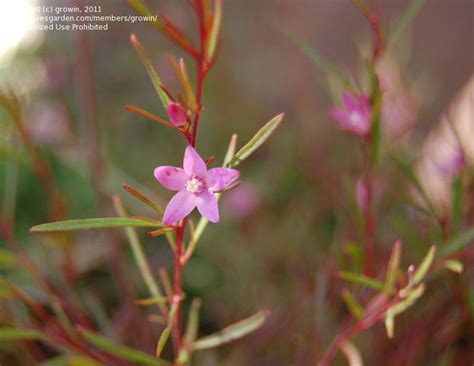 Plantfiles Pictures Small Waxflower Southern Stars Crowea Exalata
