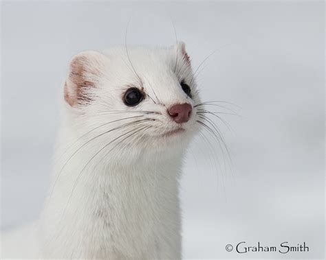 Snow Weasel Fotos De Animais Fofos Fotos De Animais Animais