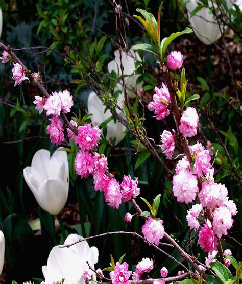 Flowering Almond Photograph By Dawn Gagnon Fine Art America