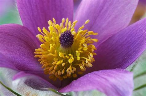 Despite their names, these shrubs have a flower color that is more of a purple. Top 10 Purple Plants for Your Flower Garden - Birds and Blooms